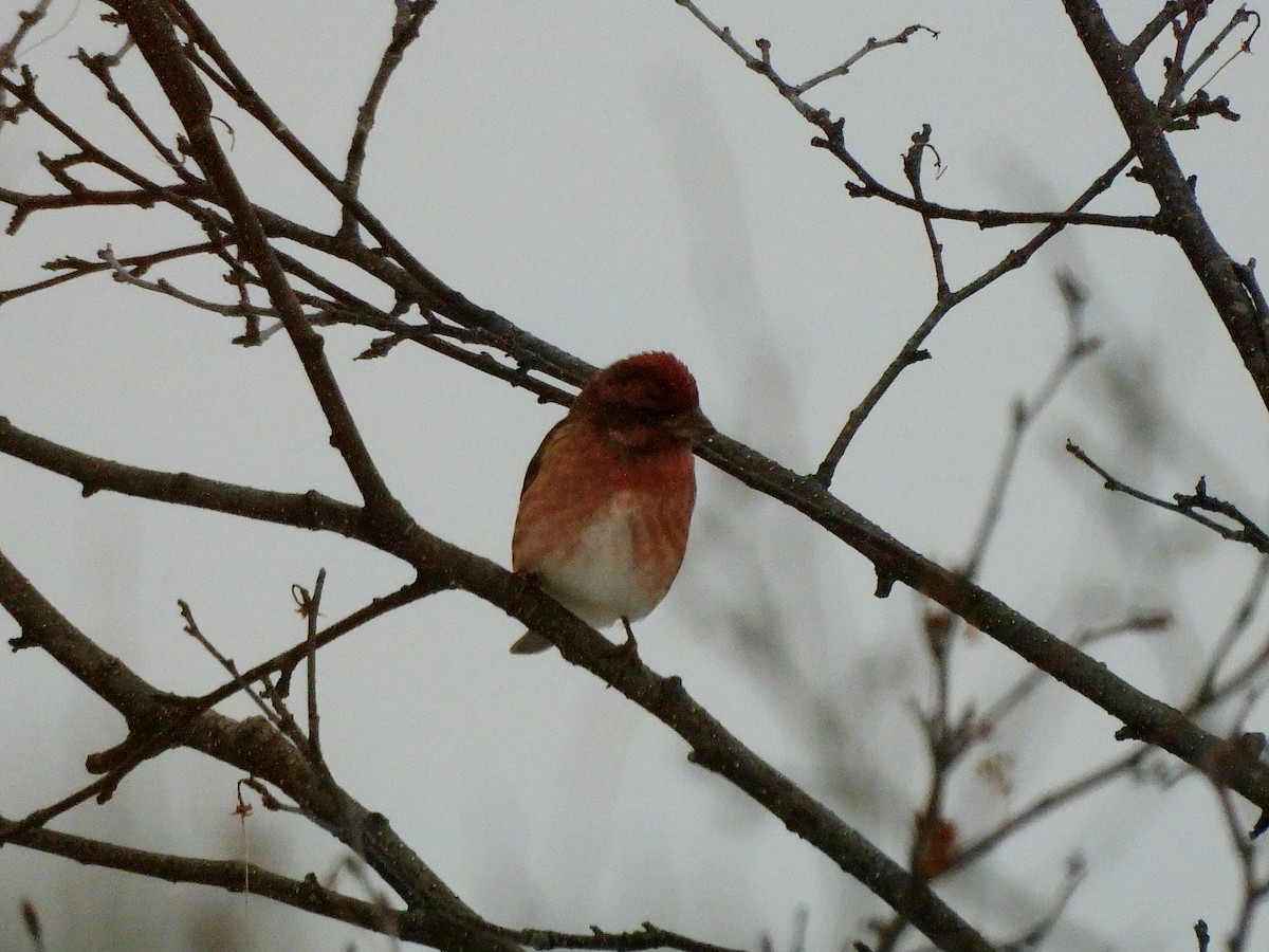 ムラサキマシコ - ML646006651