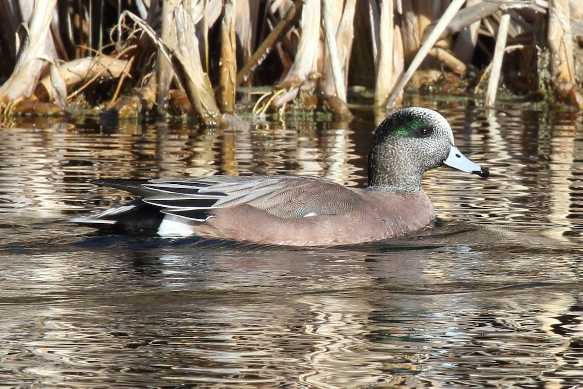 American Wigeon - ML646006653