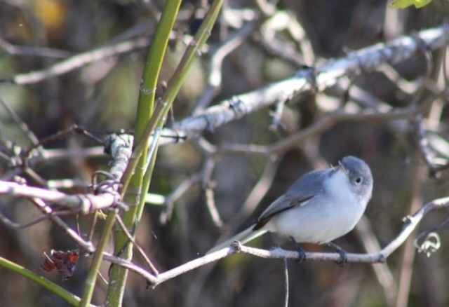 Blue-gray Gnatcatcher - ML646006655
