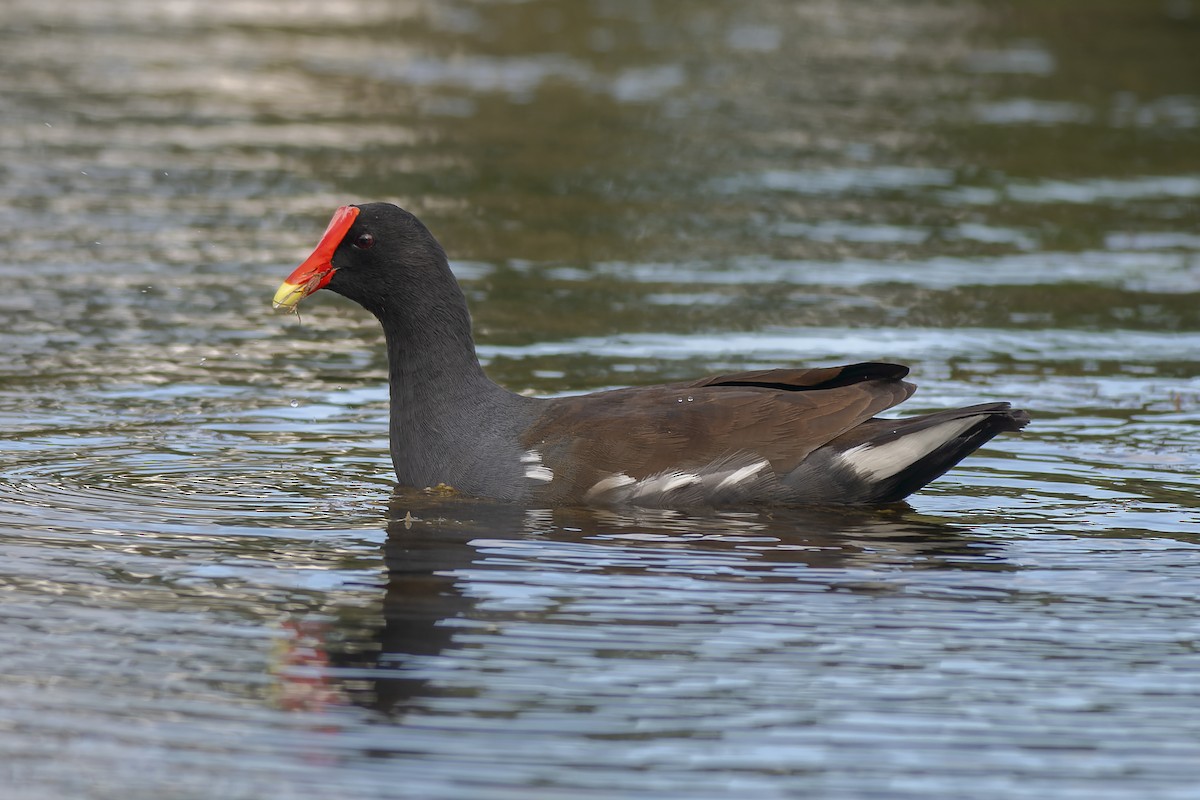 Common Gallinule - ML646006656