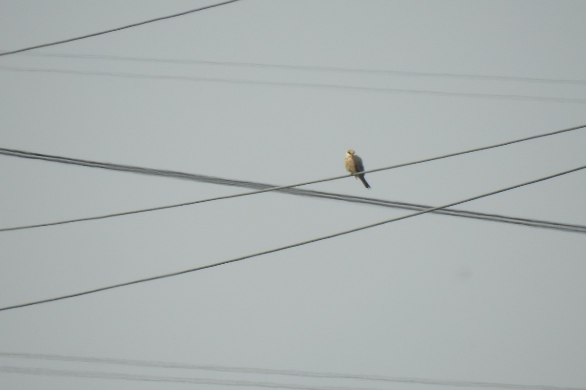 Belatz hankagorria - ML646006658