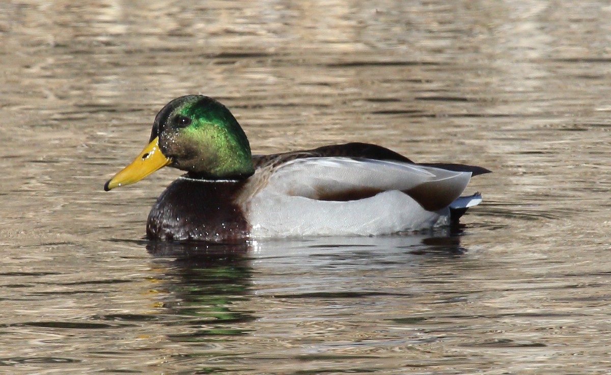 Mallard - ML646006659