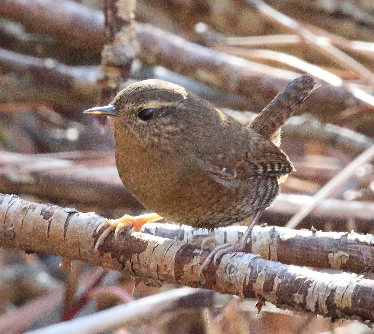 Pacific Wren - ML646006665