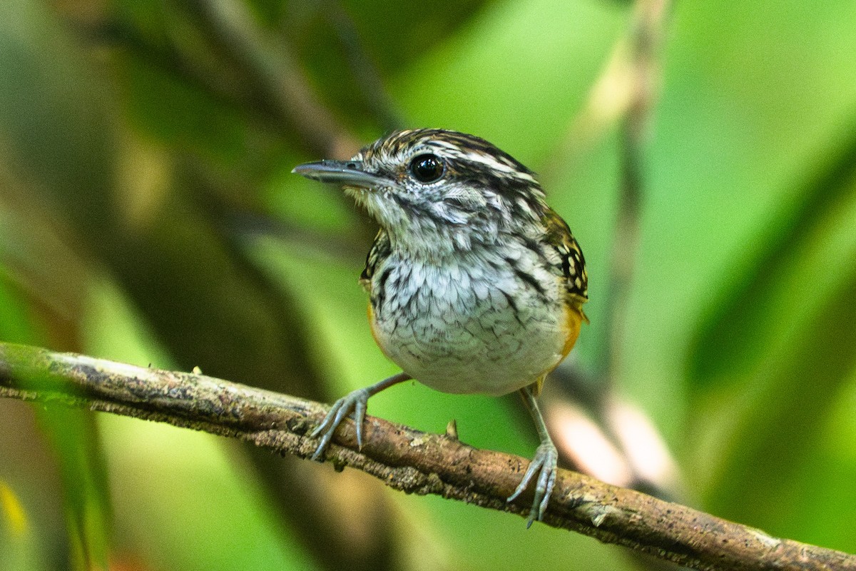 Spix's Warbling-Antbird - ML646006668