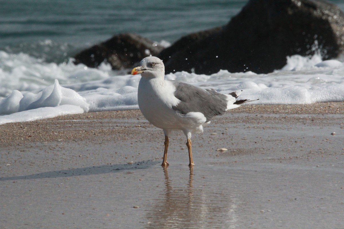 Lesser Black-backed Gull - ML646006669