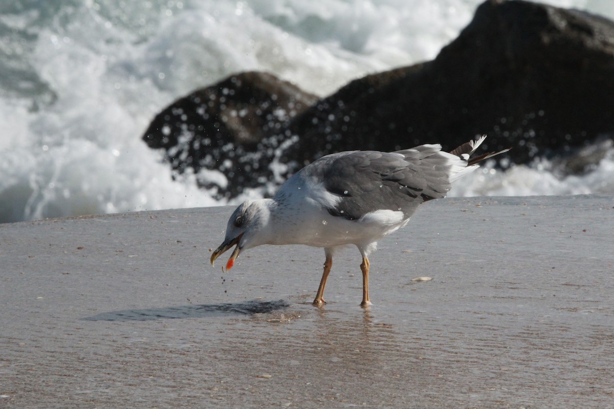 Lesser Black-backed Gull - ML646006672
