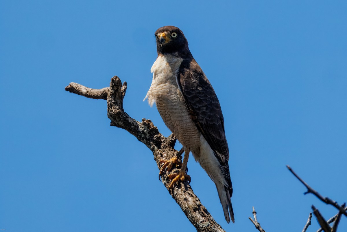 káně krahujová - ML646006680