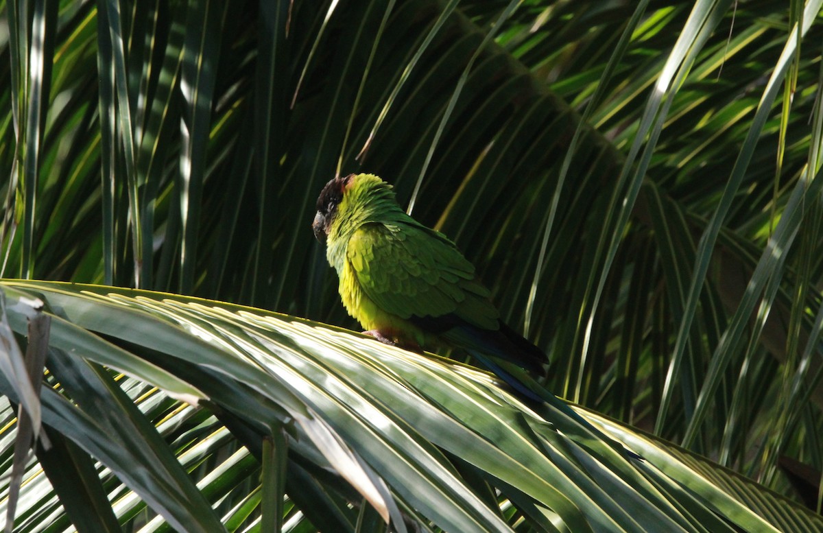 Nanday Parakeet - ML646006683