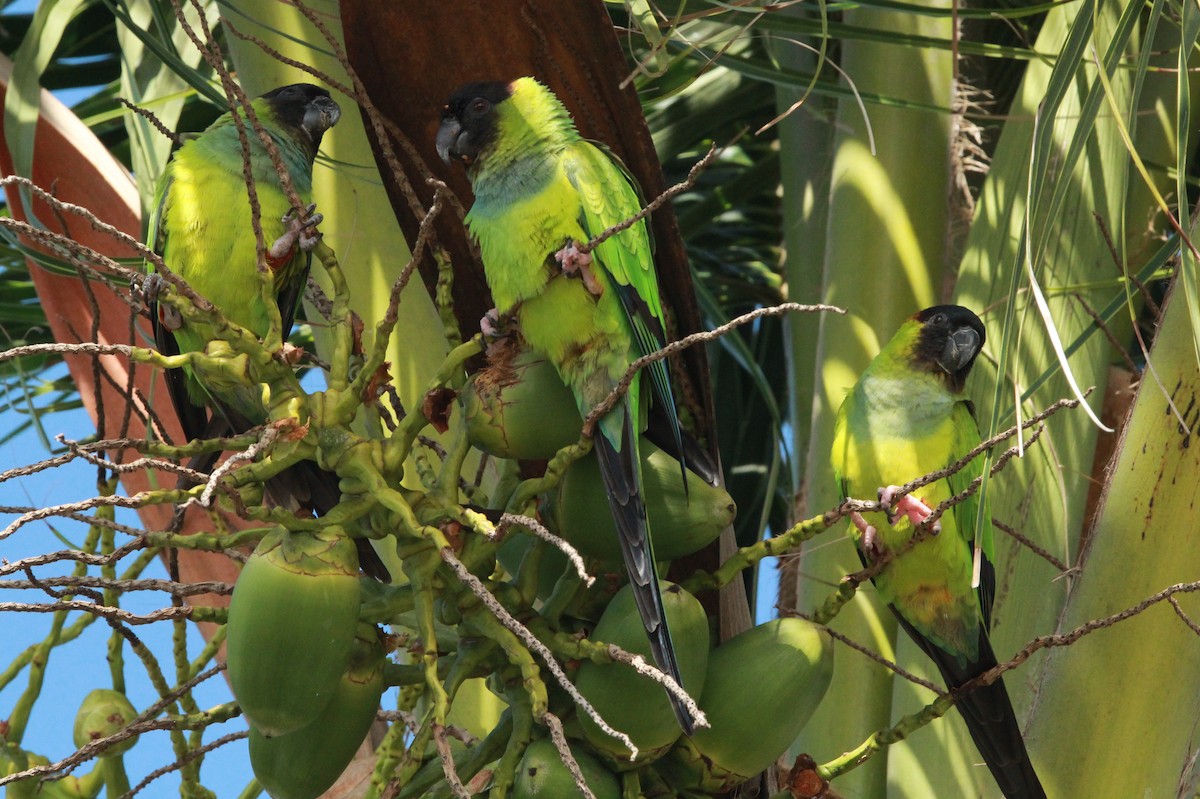 Nanday Parakeet - ML646006689