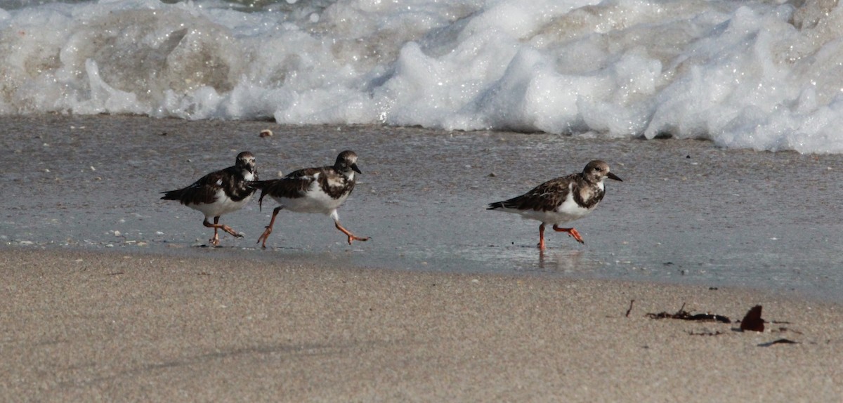 Ruddy Turnstone - ML646006693