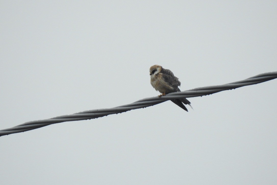 Belatz hankagorria - ML646006695