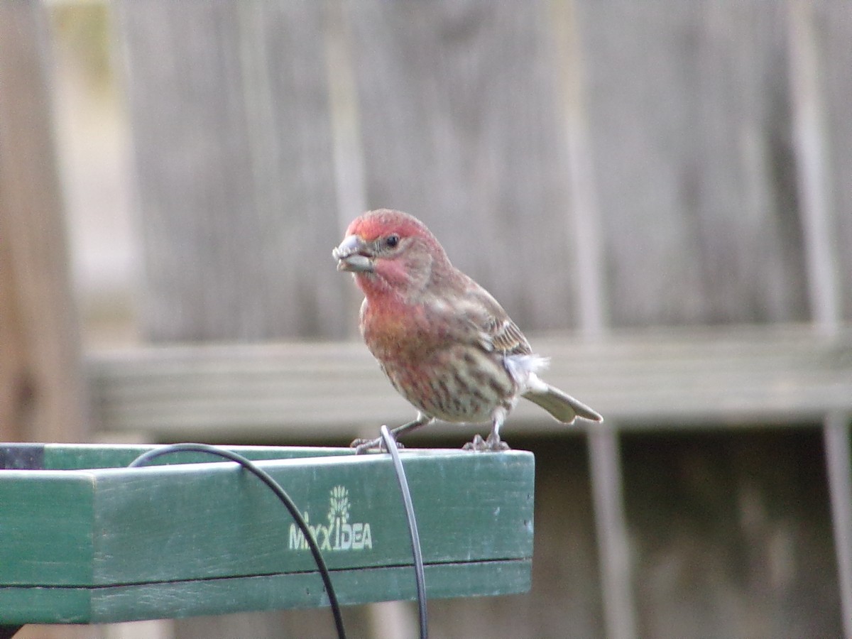House Finch - ML646006696