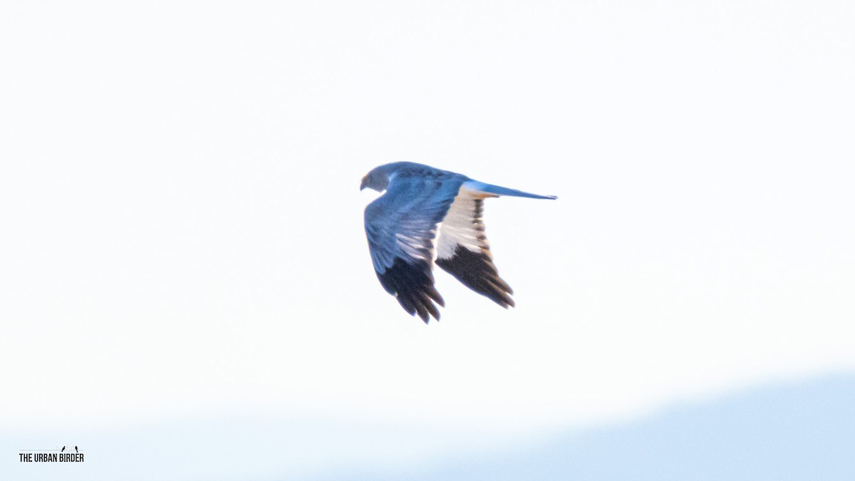 moták pilich - ML646006701