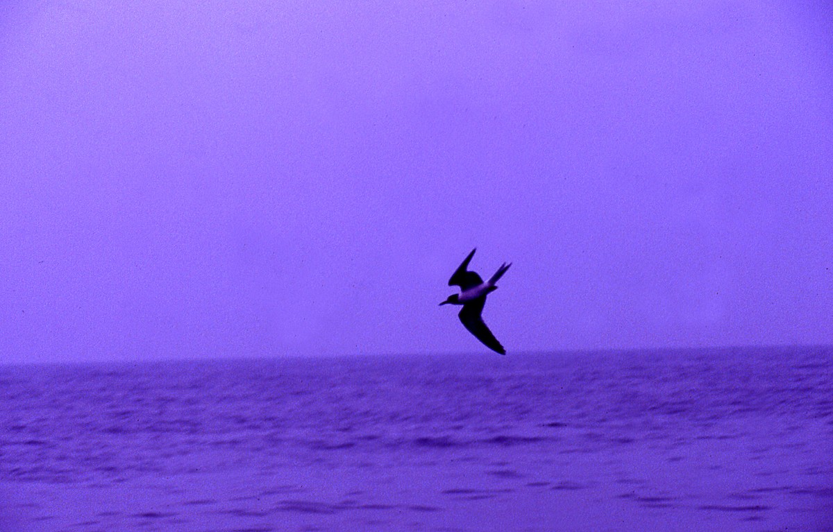 Common Tern - ML646006705