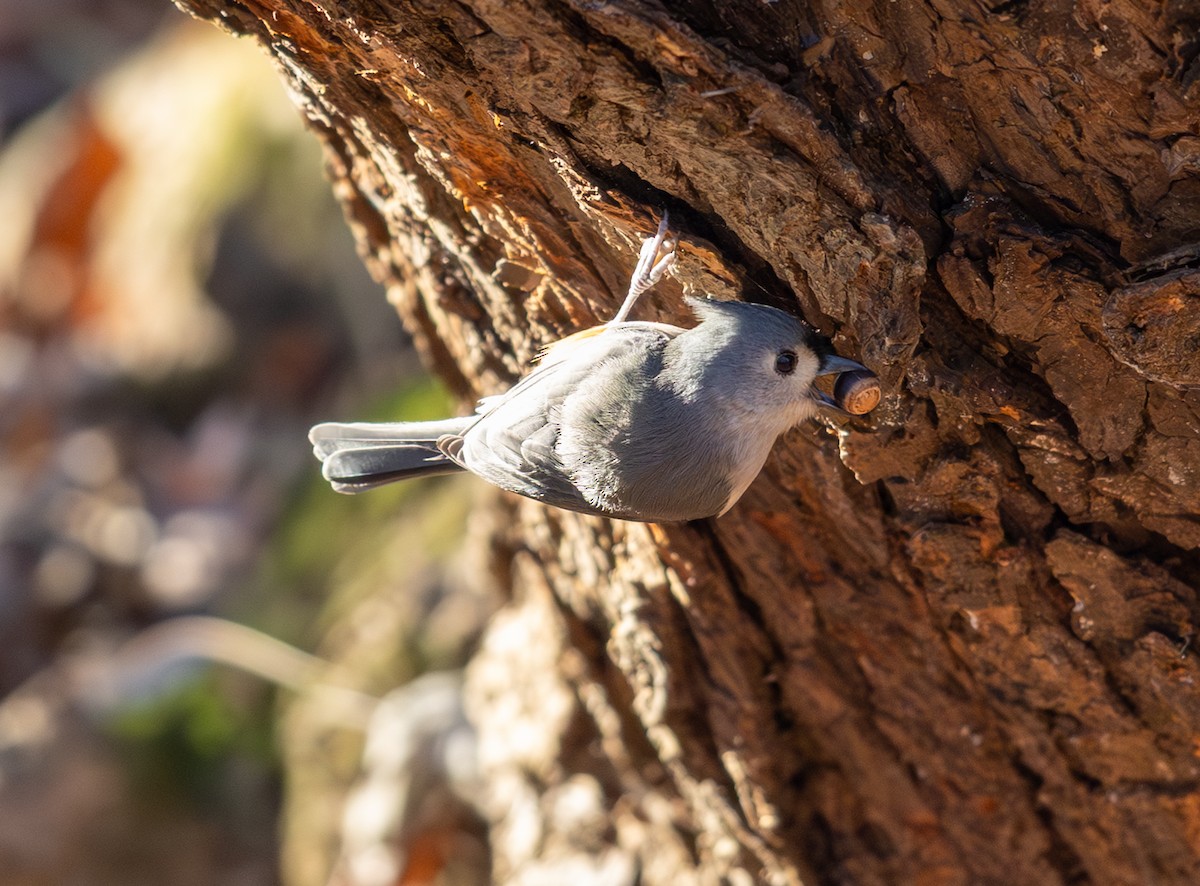 Tufted Titmouse - ML646006707