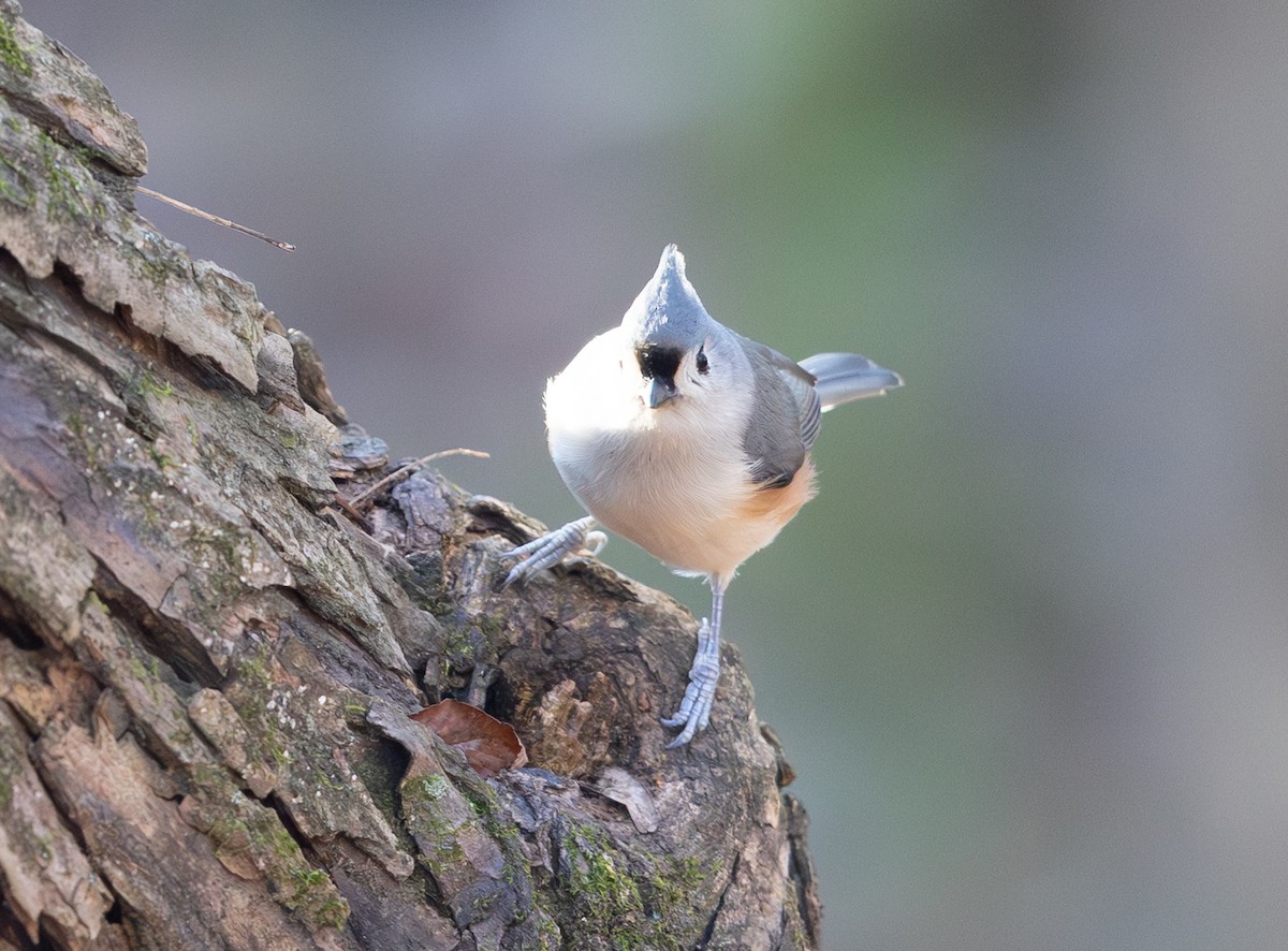 Tufted Titmouse - ML646006708