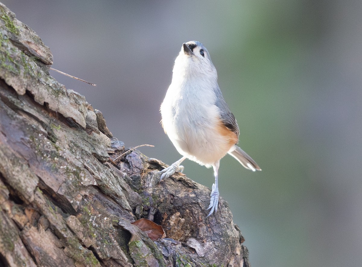 Tufted Titmouse - ML646006710