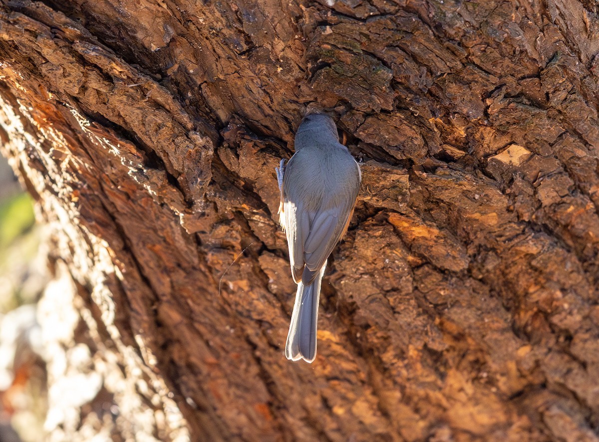 Tufted Titmouse - ML646006711