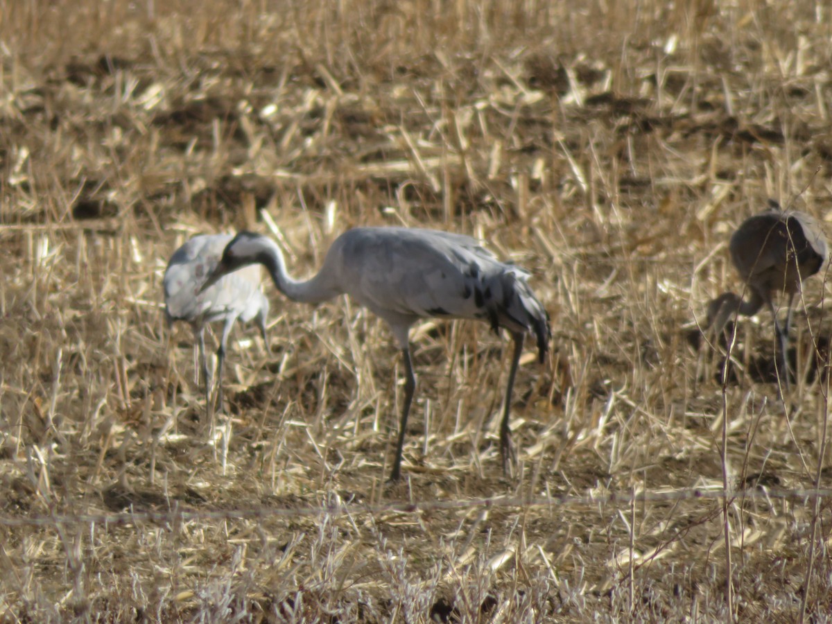 Common Crane - ML646006717