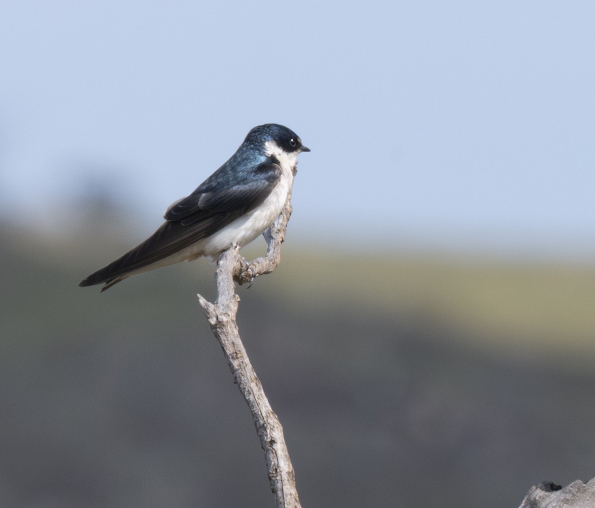 White-rumped Swallow - ML646006718
