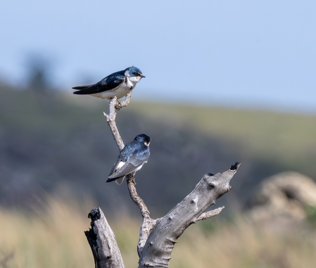 White-rumped Swallow - ML646006719