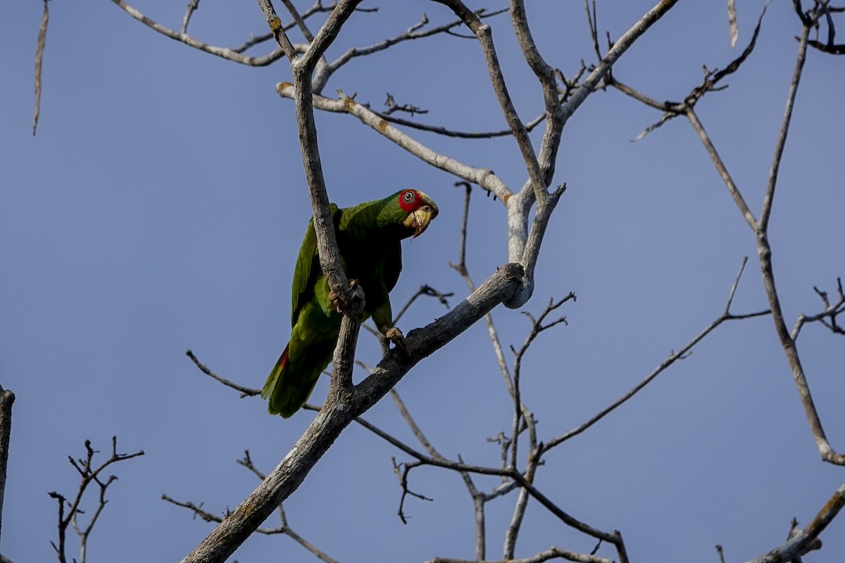 amazoňan běločelý - ML646006720