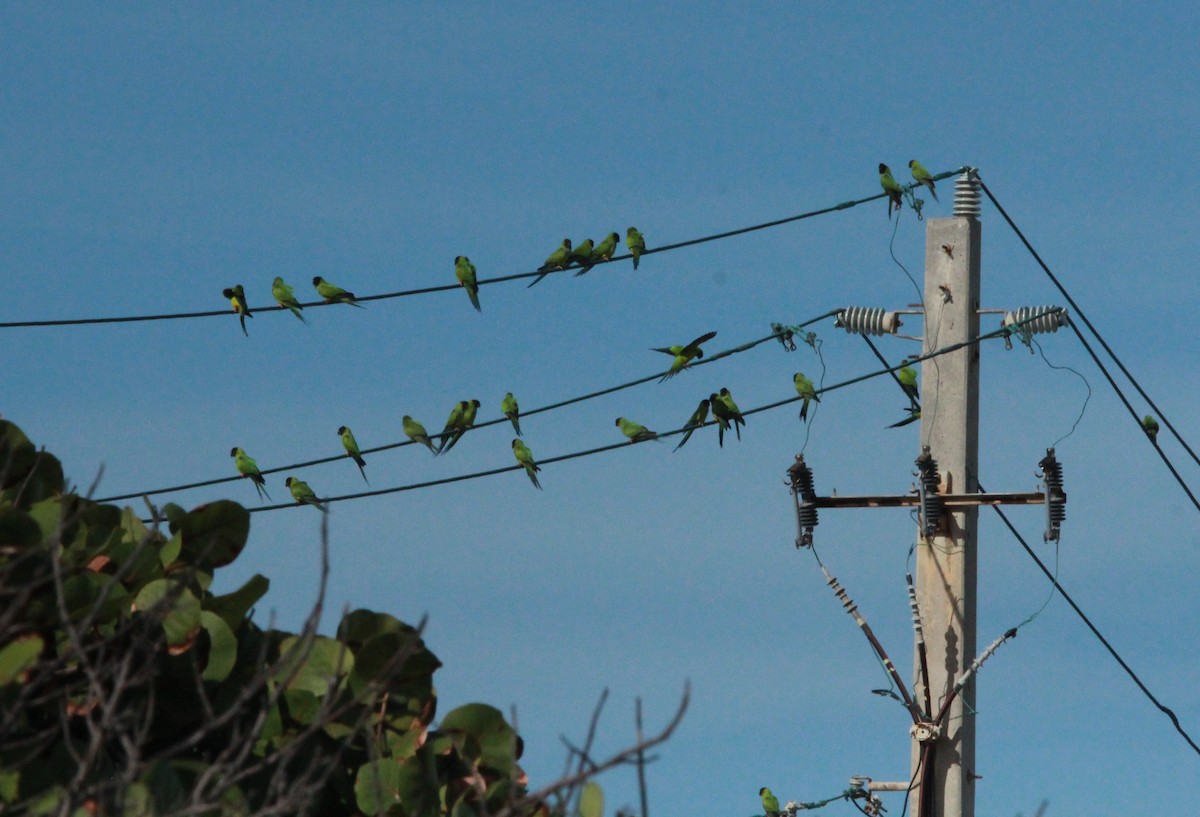 Nanday Parakeet - ML646006728