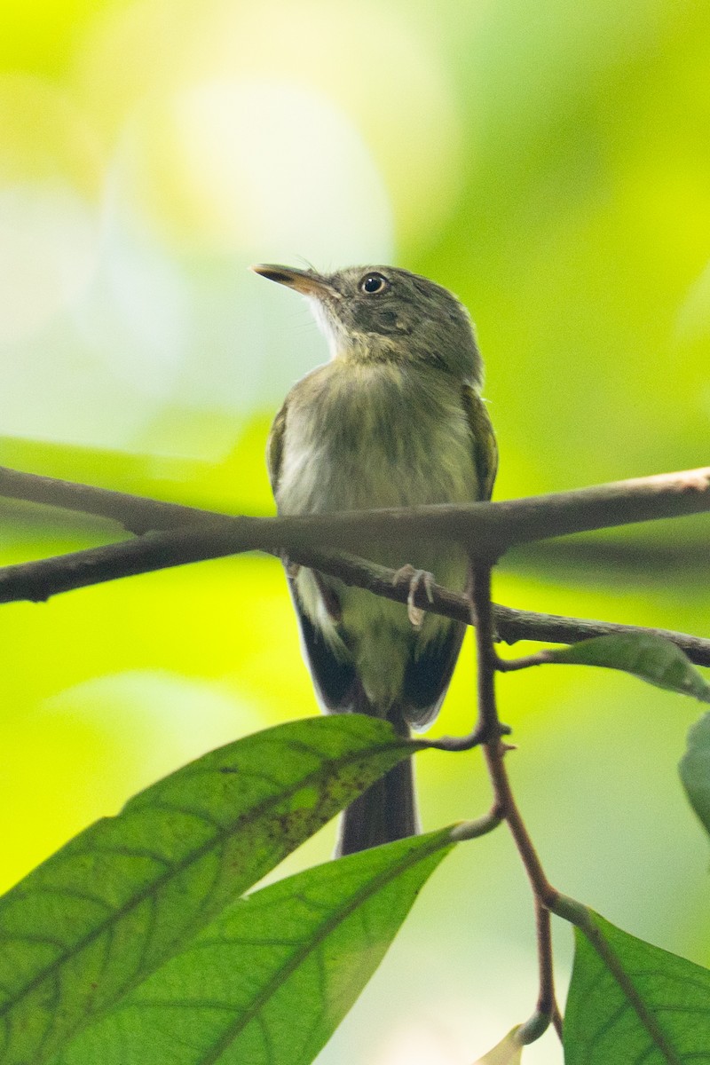 Snethlage's Tody-Tyrant - ML646006738