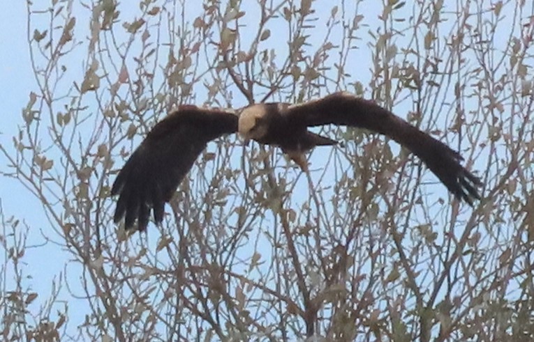 Western Marsh Harrier - ML646006742