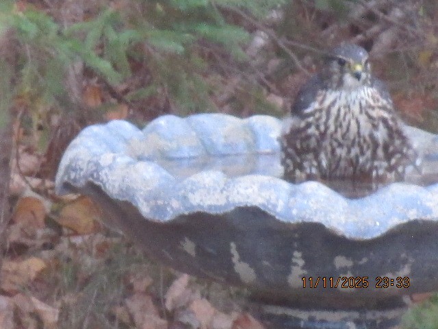 Merlin - ML646006751