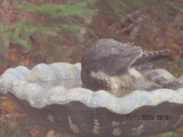 Merlin - ML646006753