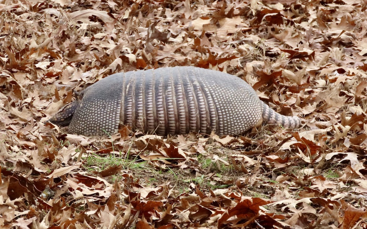 Armadillos - ML646006754