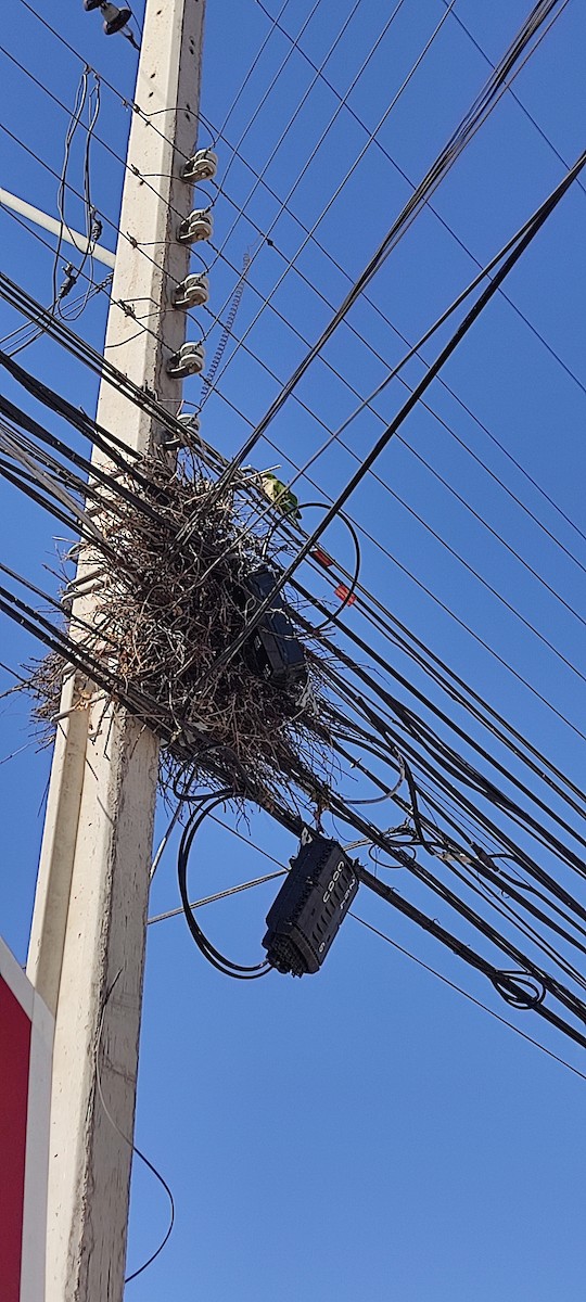 Mönchssittich - ML646006763