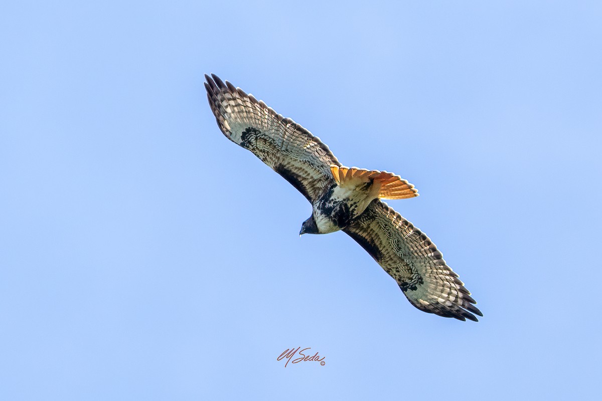 Red-tailed Hawk - ML646006764