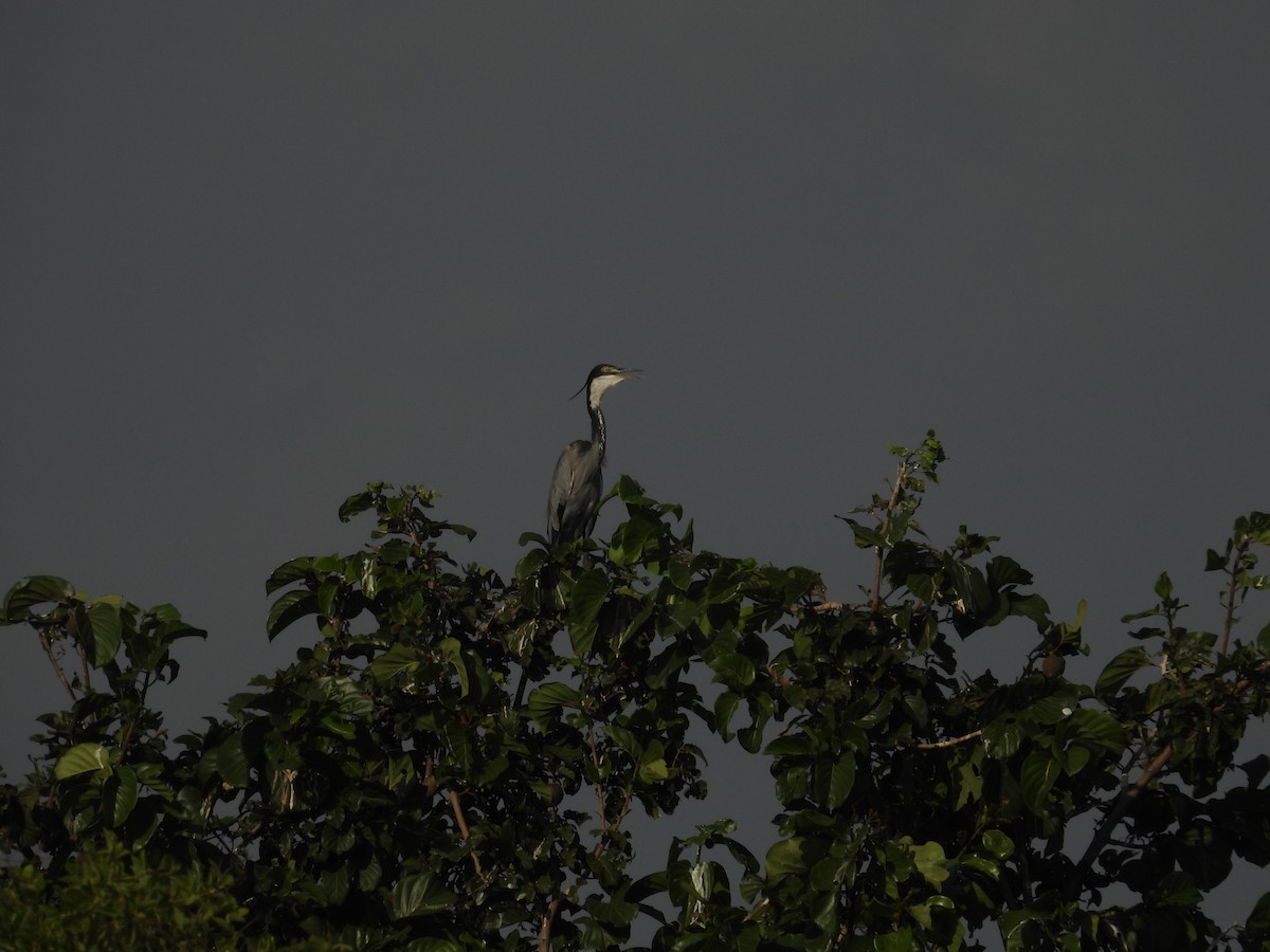 Héron mélanocéphale - ML646006766