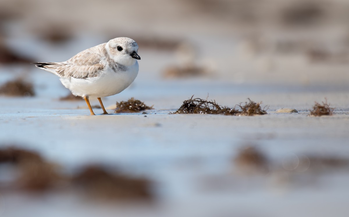 Piping Plover - ML646006767