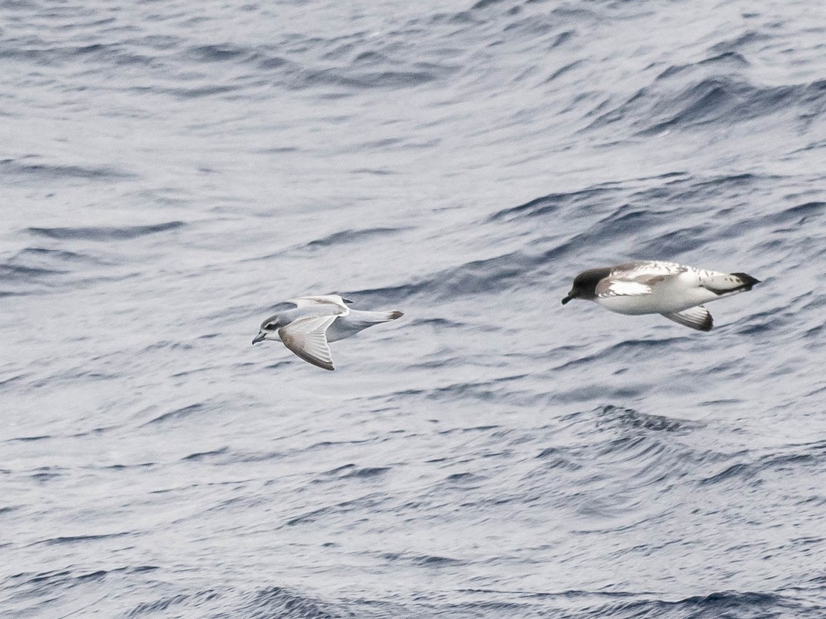 Antarctic Prion - ML646006778