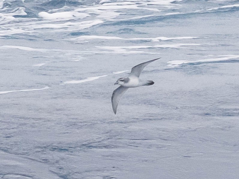 Antarctic Prion - ML646006780