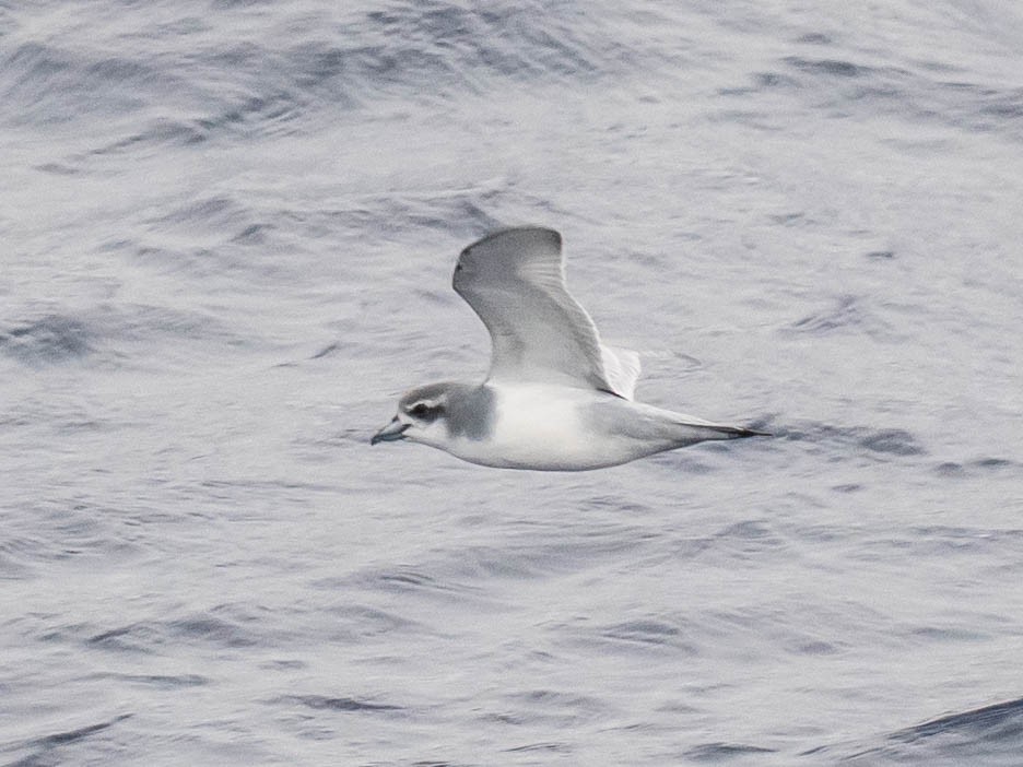 Antarctic Prion - ML646006781