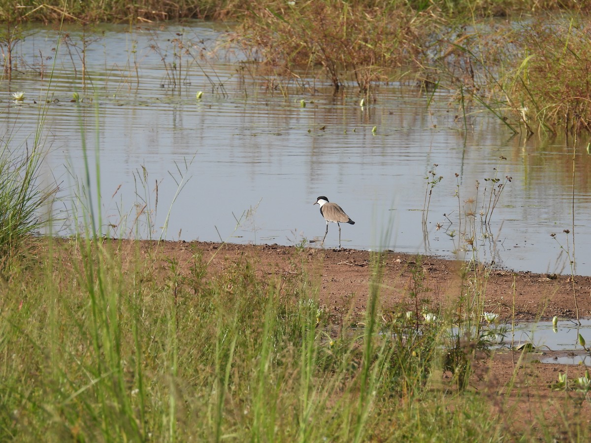 Vanneau à éperons - ML646006782