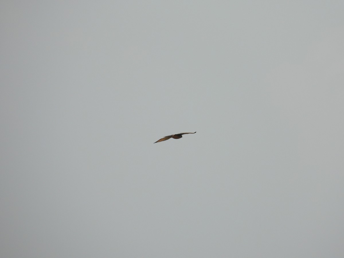 Grasshopper Buzzard - ML646006790