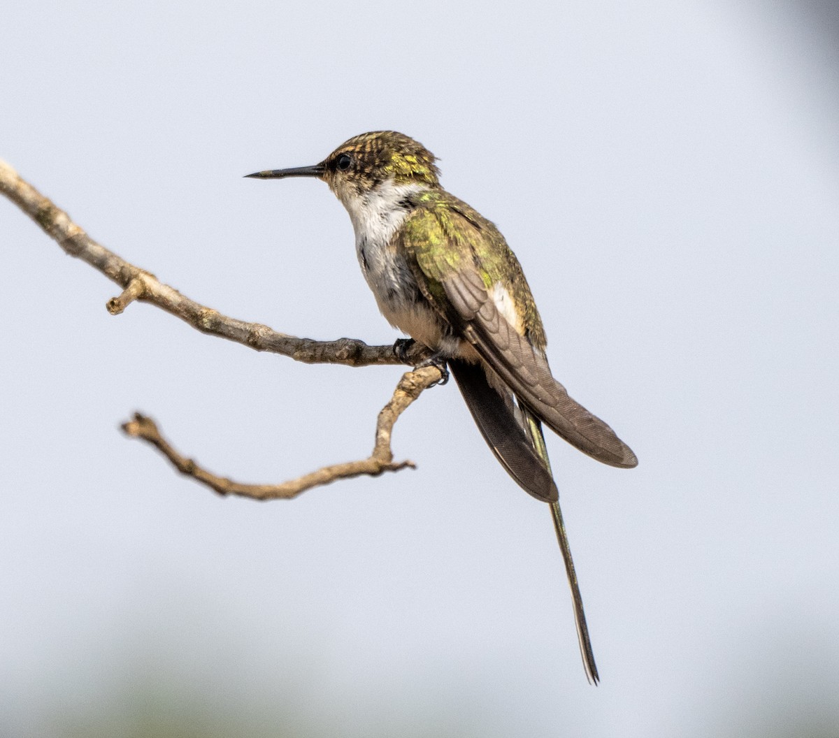 Horned Sungem - ML646006792