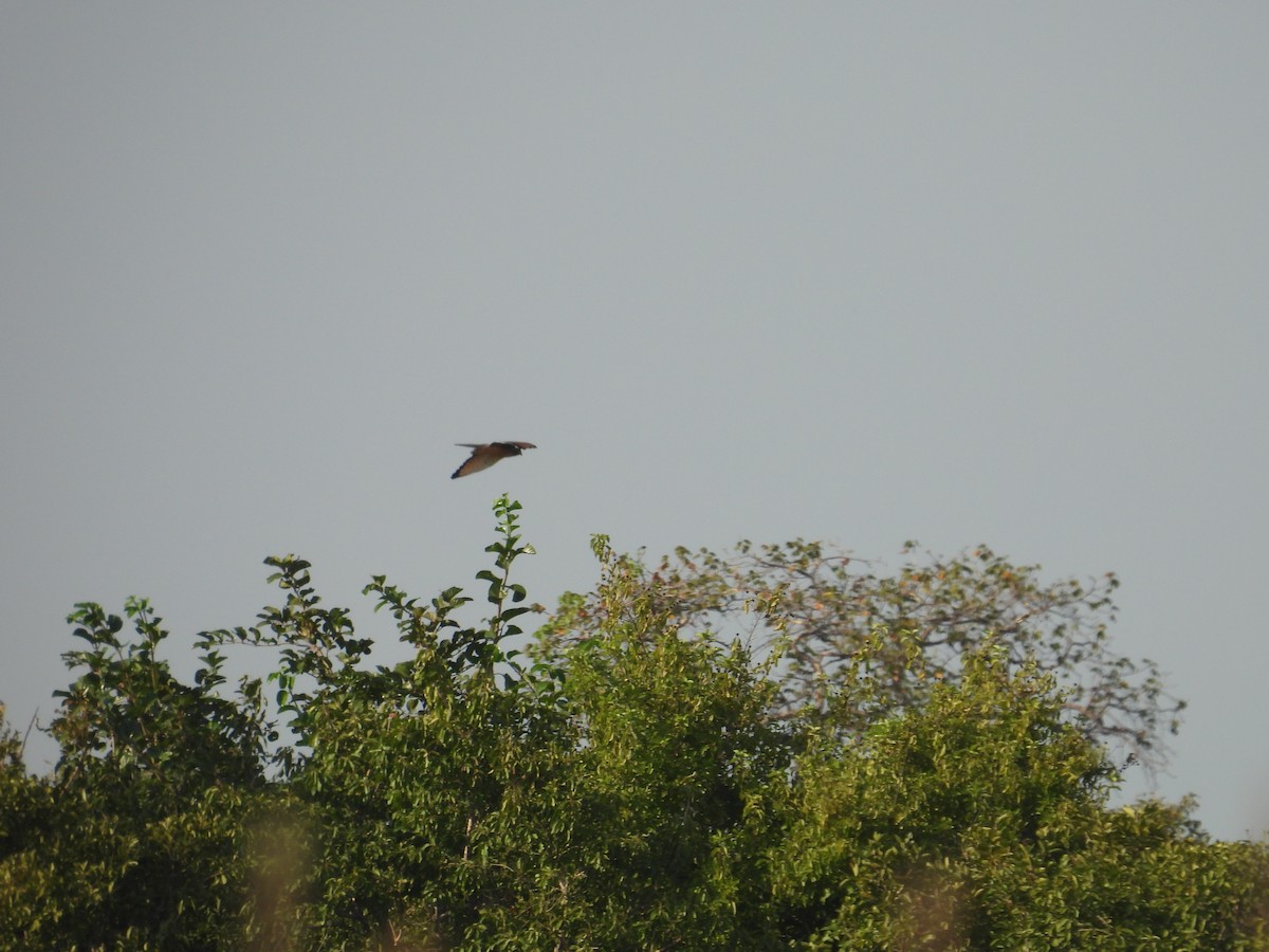 Grasshopper Buzzard - ML646006793