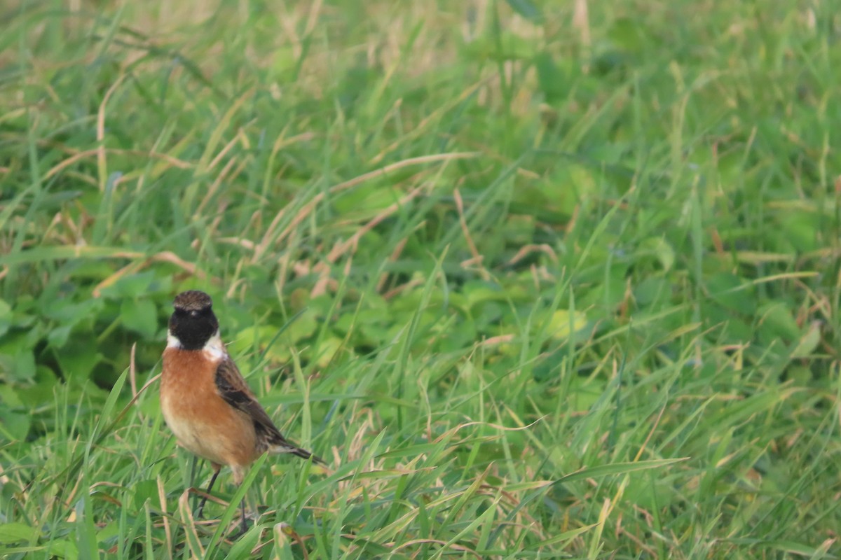 European Stonechat - ML646006799