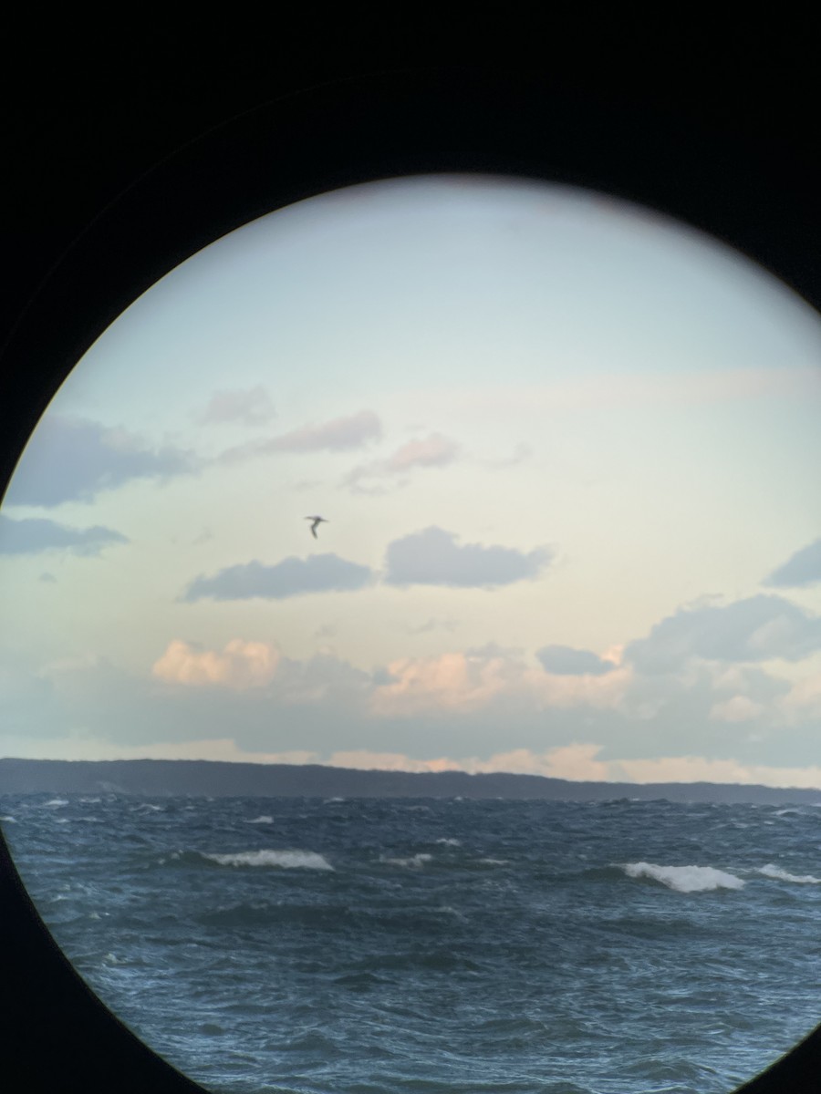 Сула атлантична - ML646006810