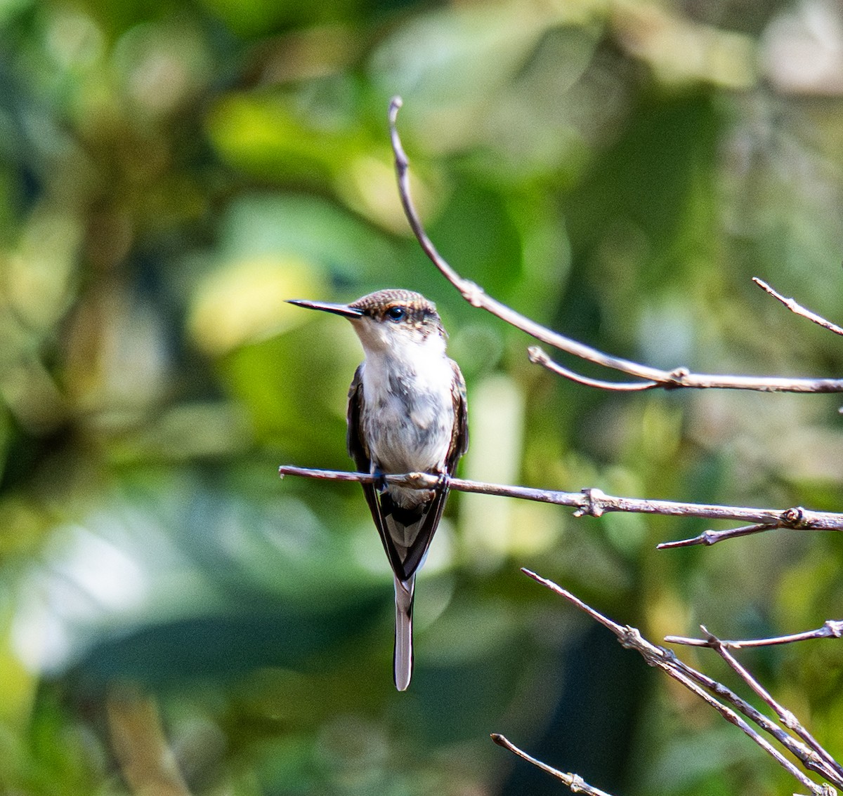 Horned Sungem - ML646006816