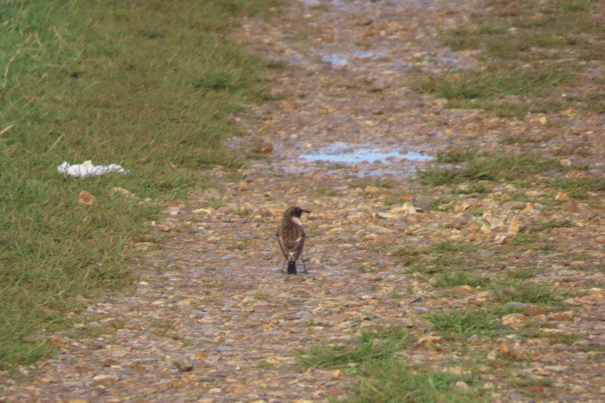 European Stonechat - ML646006817