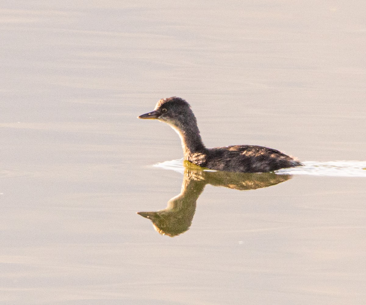 Amerika Küçük Batağanı - ML646006821