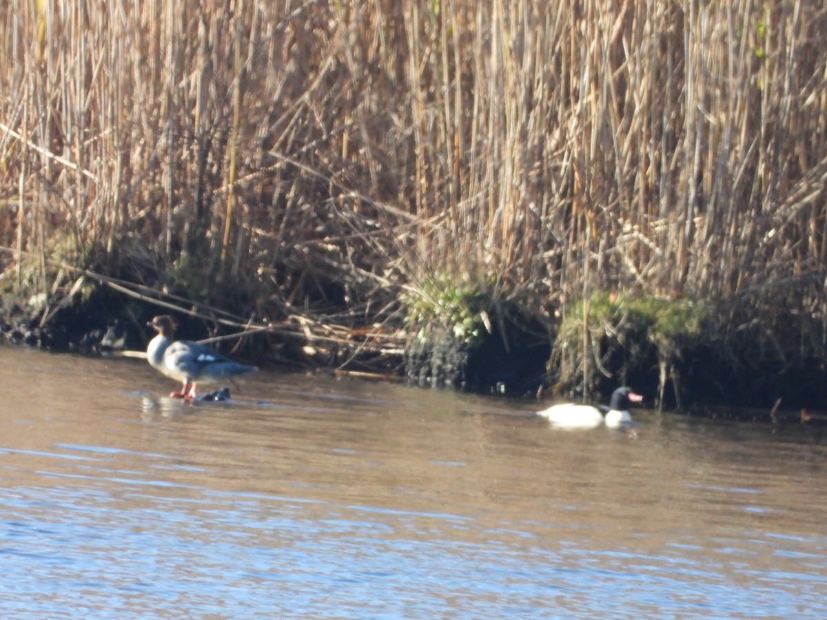 Common Merganser - ML646006822