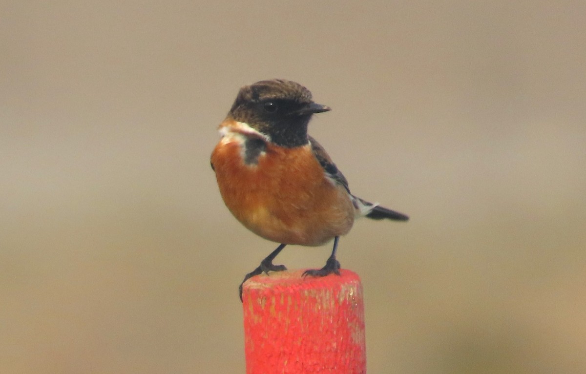 European Stonechat - ML646006828